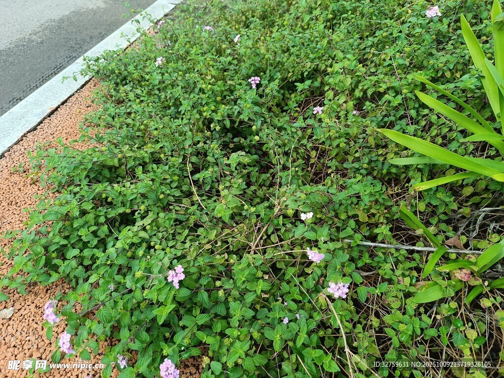 路邊繁茂綠植與零星小花