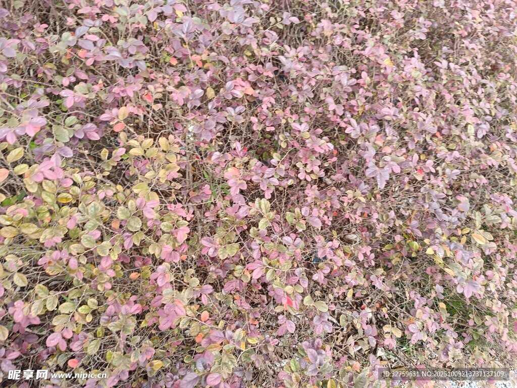 繁花似錦的植物景觀