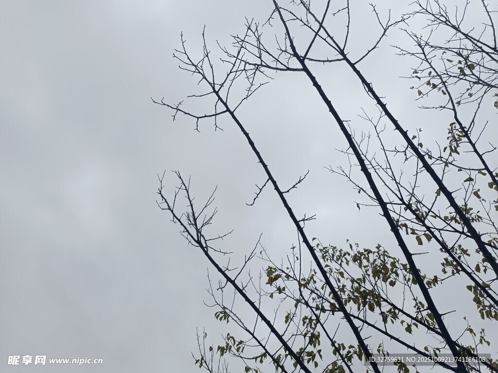 冬日枯樹枝干景象