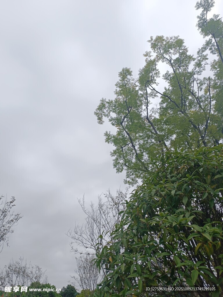 陰天中的蔥郁樹木