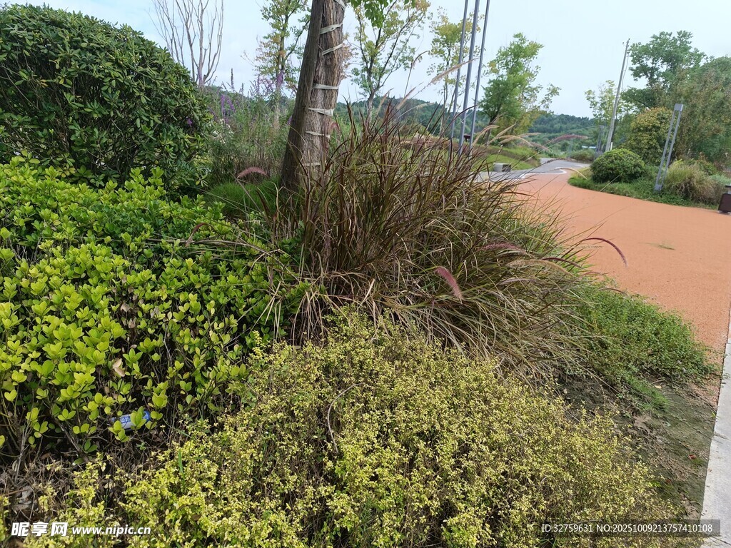 戶外綠植與小徑景觀