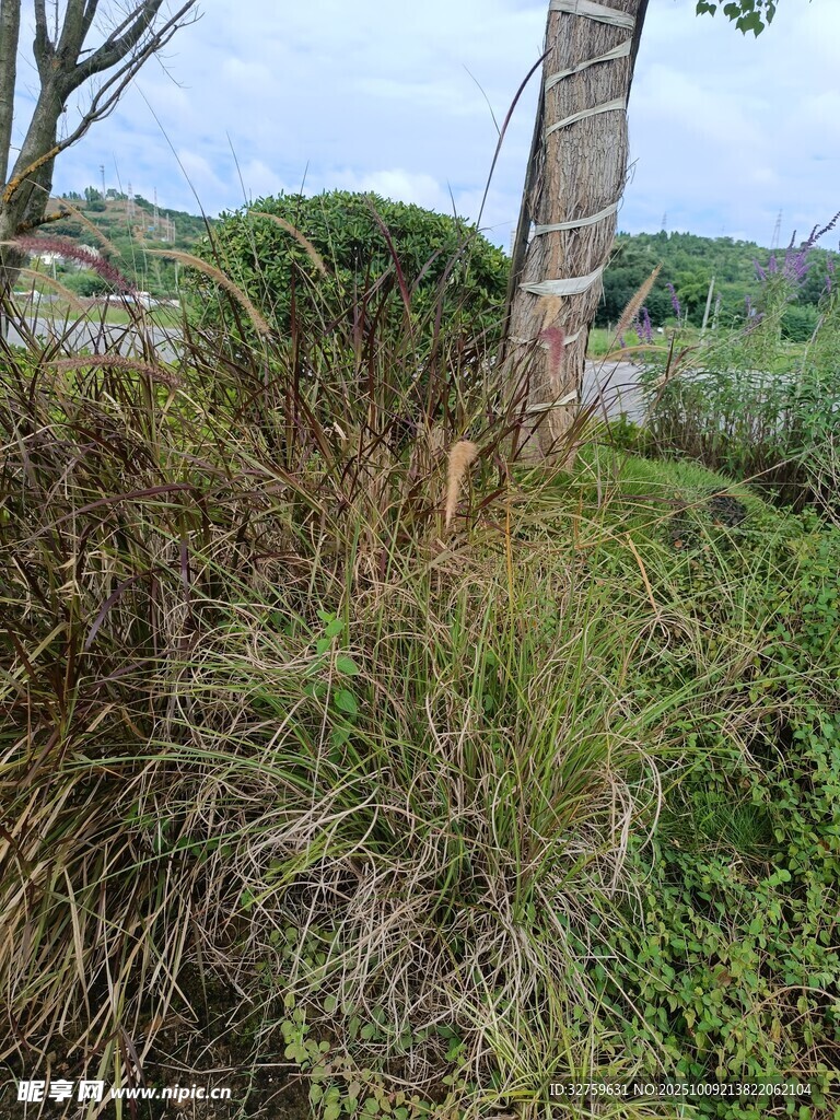 野外叢生草木景象