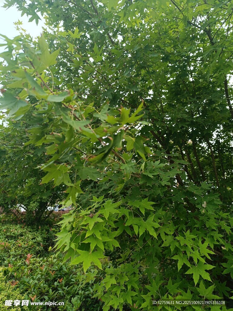 繁茂綠樹展現(xiàn)盎然生機(jī)