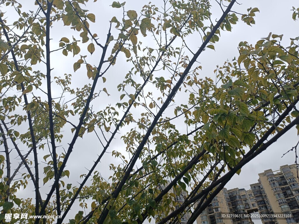 城市中伸展的繁茂樹枝