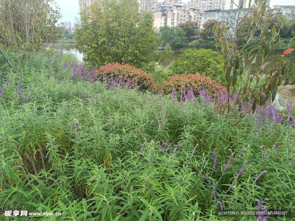 戶外繁茂綠植花卉景觀