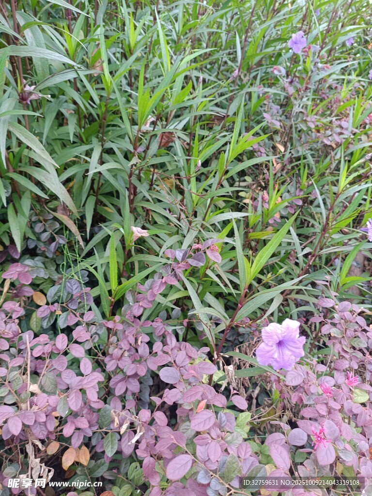 草叢中的粉色小花