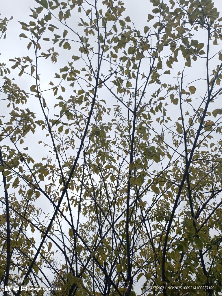 枝頭新綠 