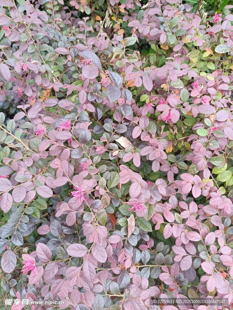 粉色植物景觀