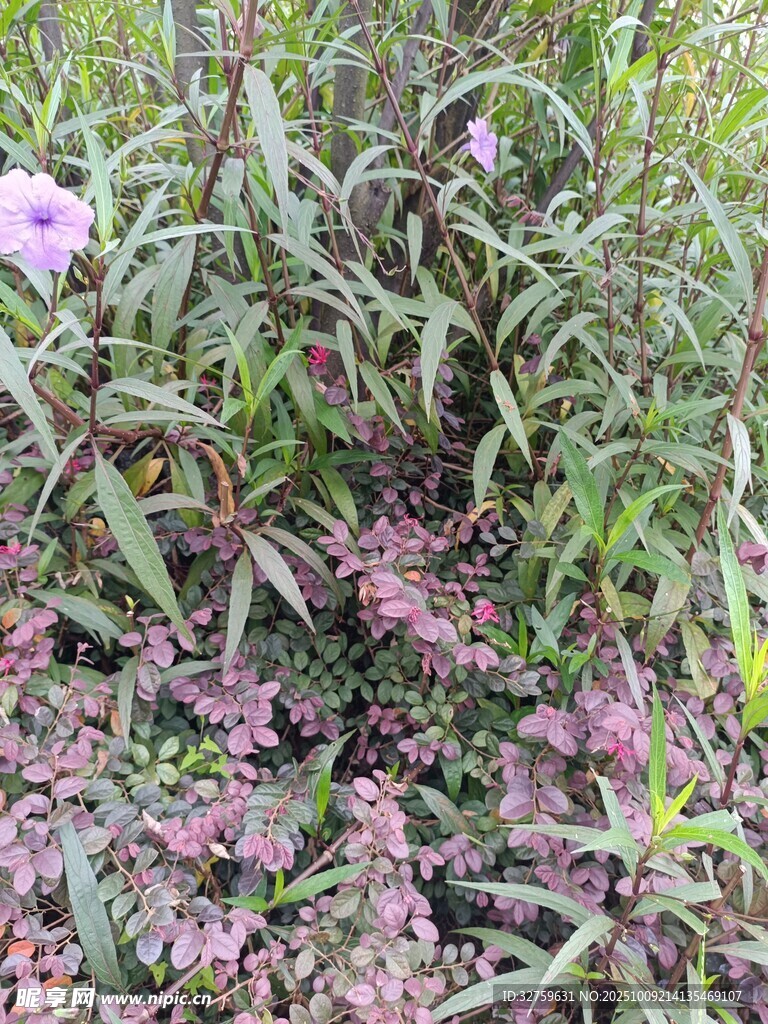 繁茂花叢中的多彩花卉