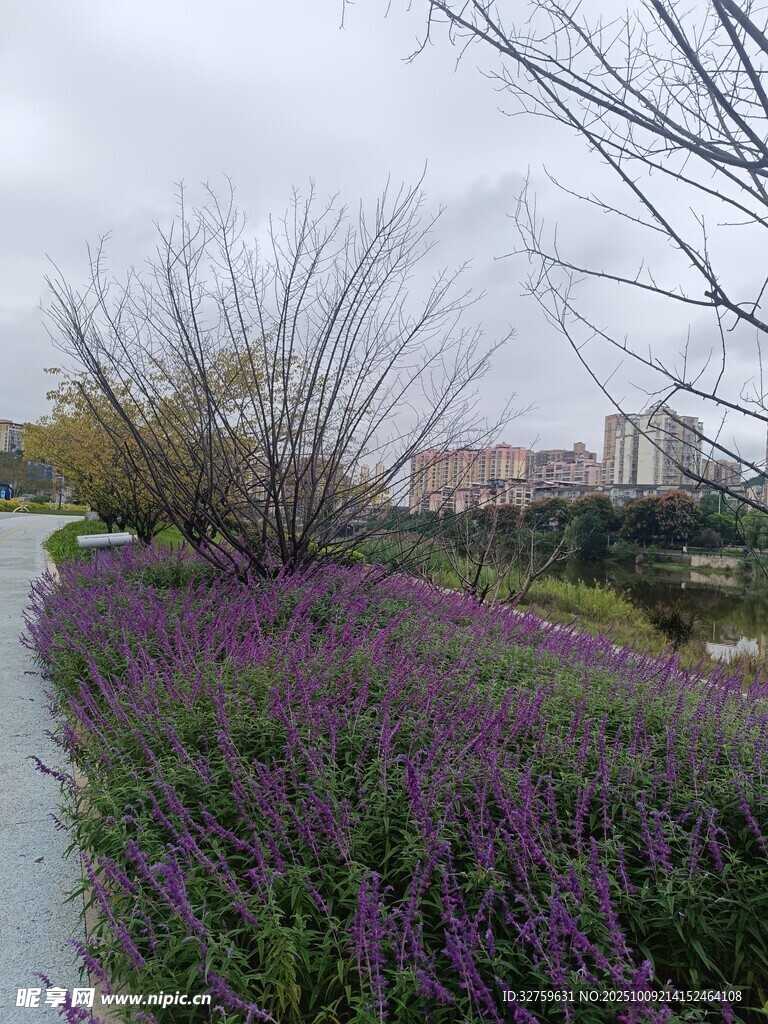紫色花叢旁的寧?kù)o小路
