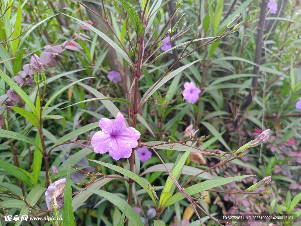 紫色小花綻放于草叢間