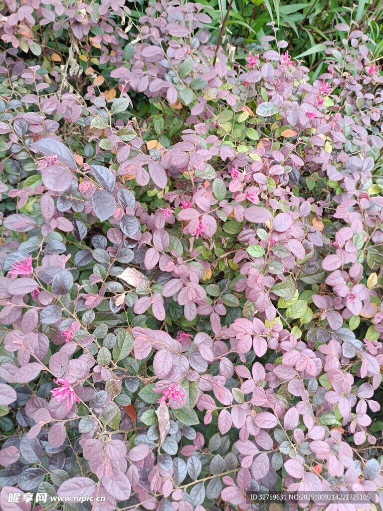 粉色斑斕植物景觀