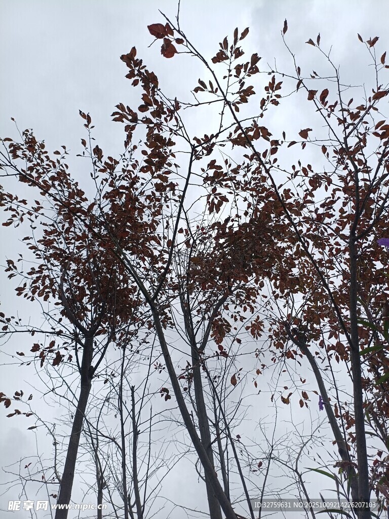 雪覆紅葉樹枝景