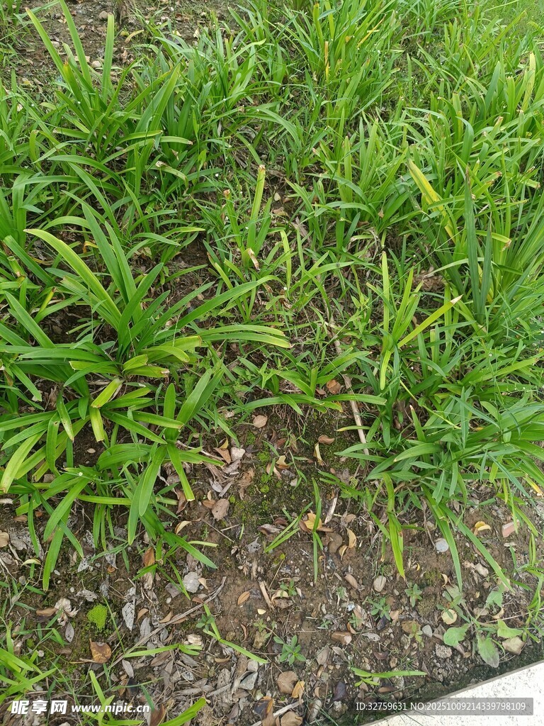 嫩綠草地近景