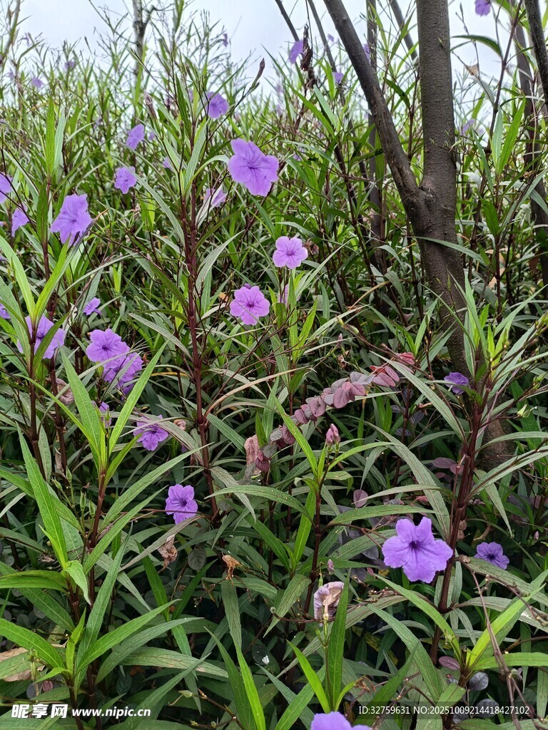 紫色野花綻放于草叢間