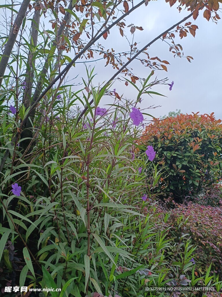 野外紫色花卉與綠植景觀