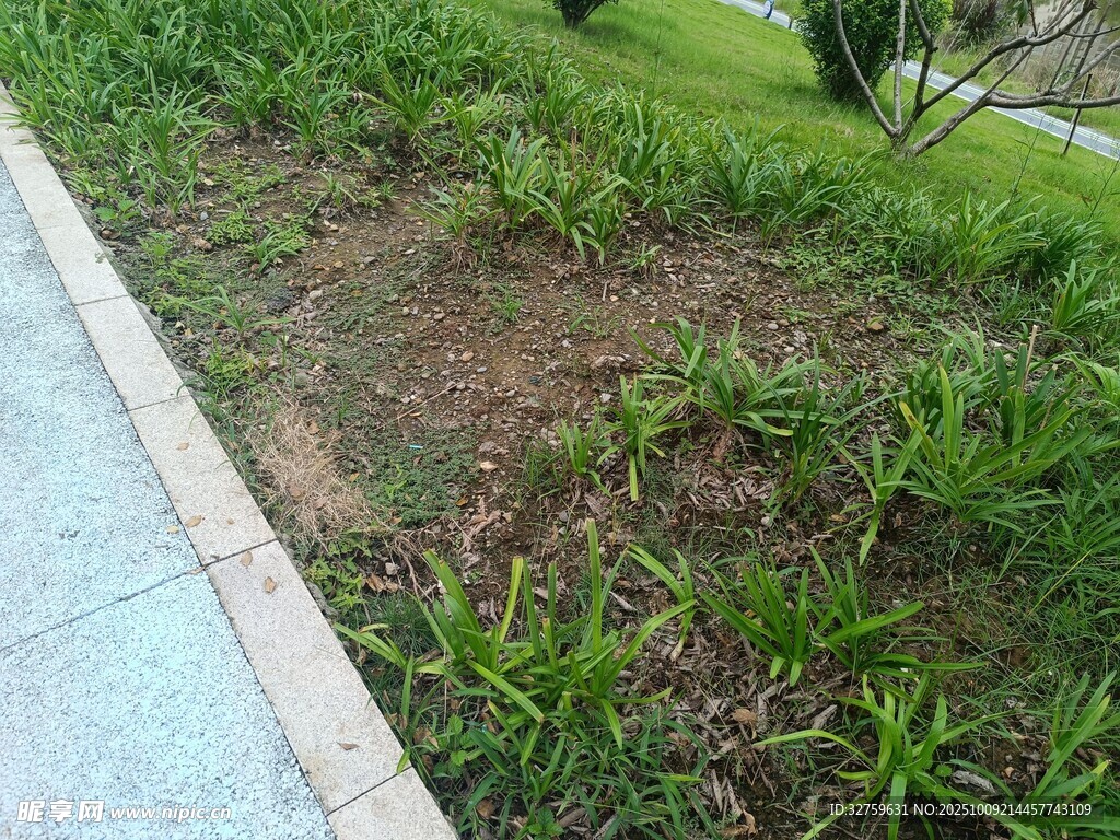路邊草地局部景象