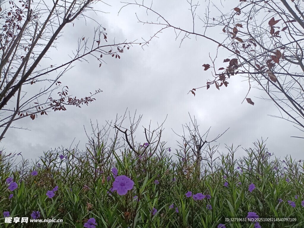 雨中紫花與朦朧天空
