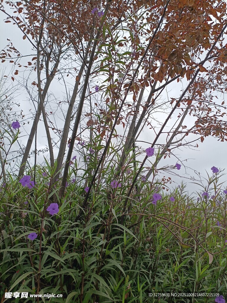 秋日花草樹木自然景致