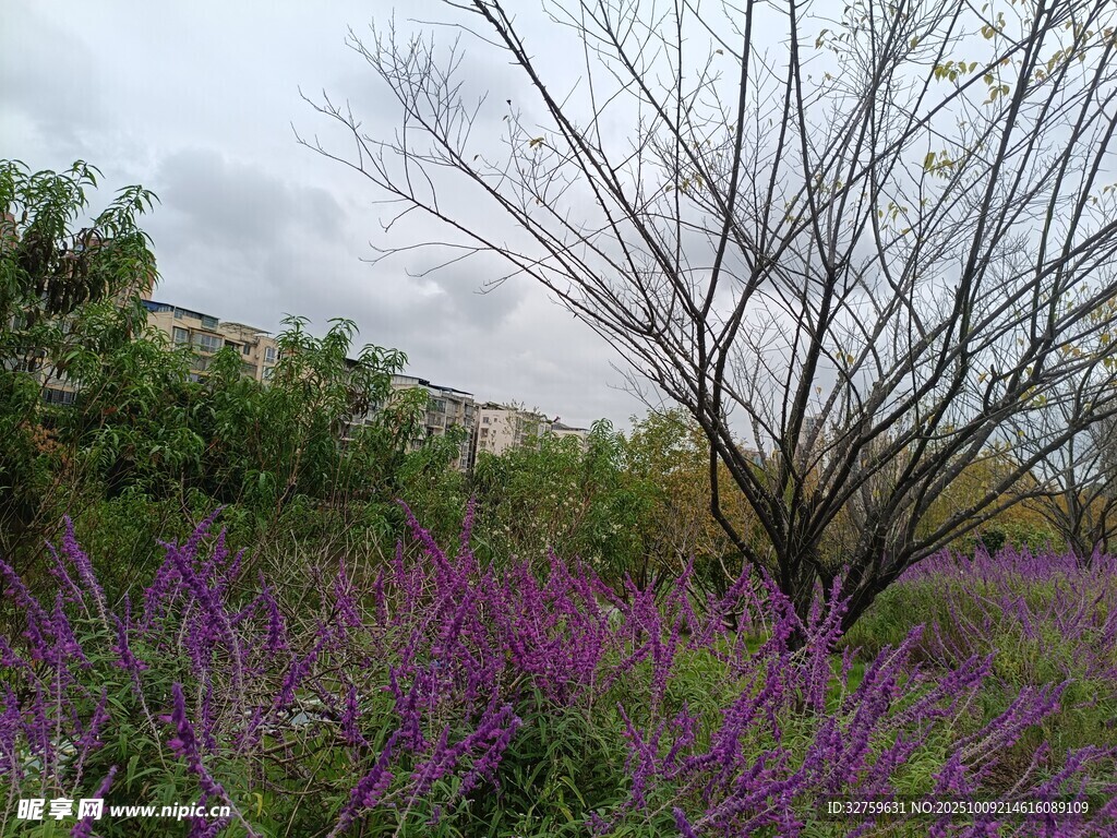 紫色花海中的枯樹(shù)景觀