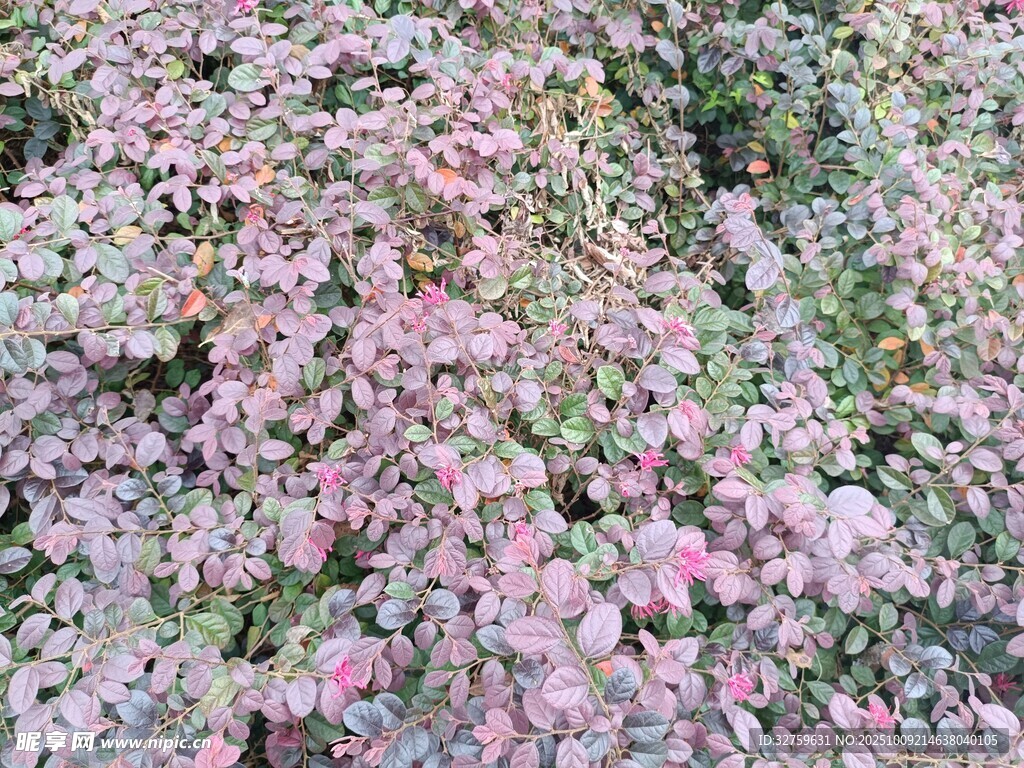 粉色繁花植物景觀
