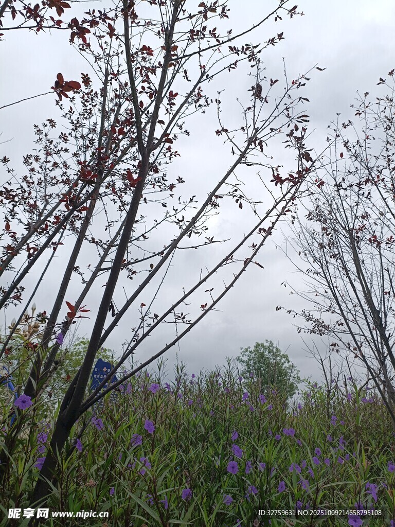 霧中花草樹木景致