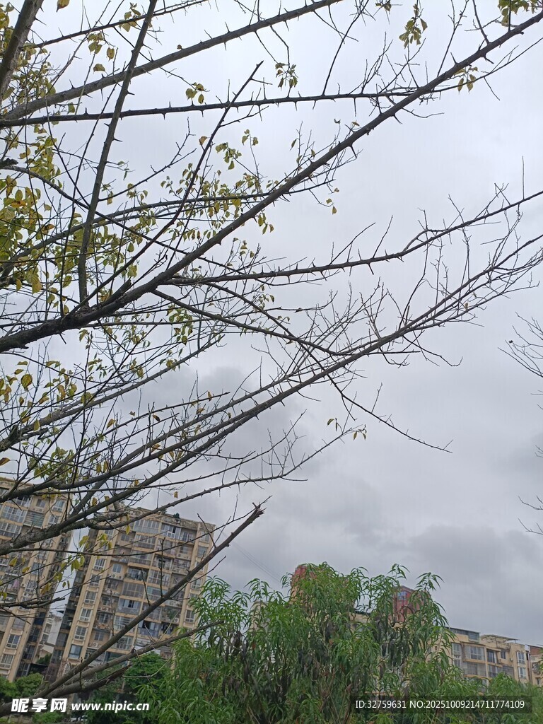陰天樹枝與遠(yuǎn)處建筑景觀