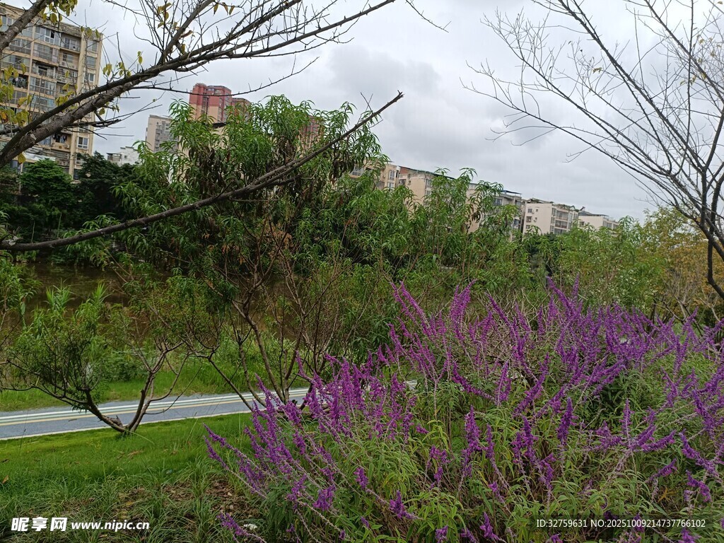 路邊紫色花叢與綠植景觀