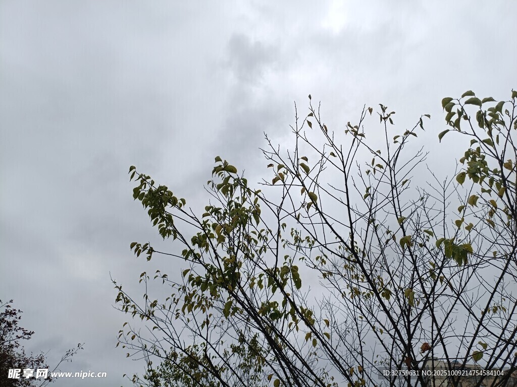 枝頭新綠映灰白天空