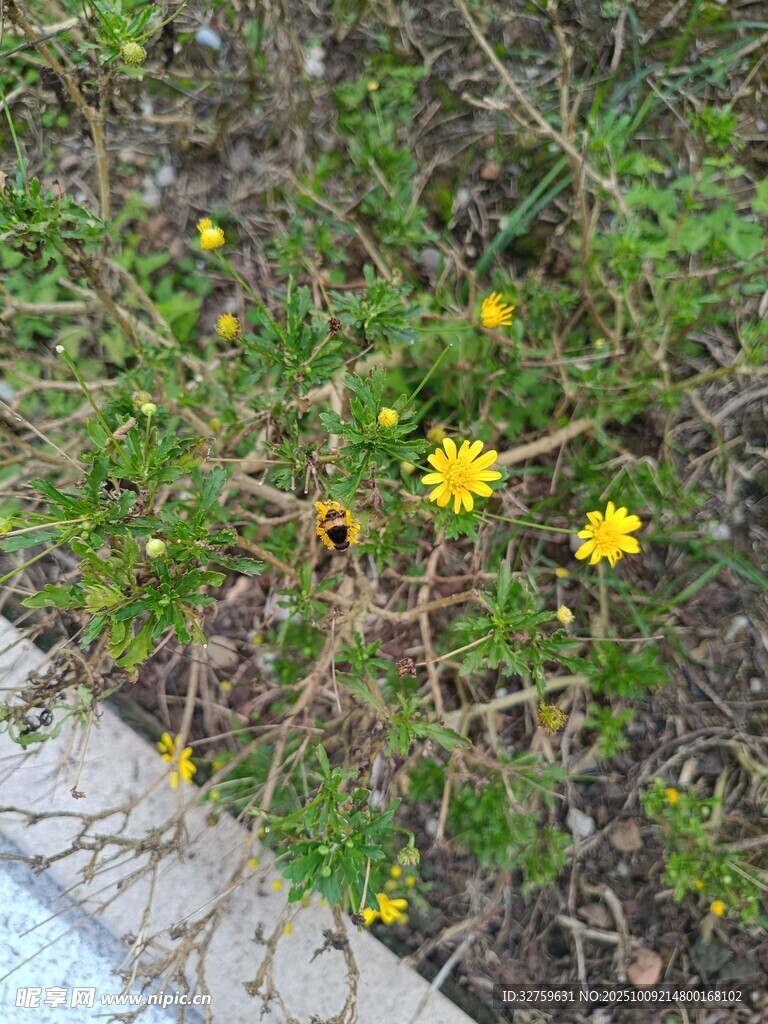路邊綻放的黃色小野花