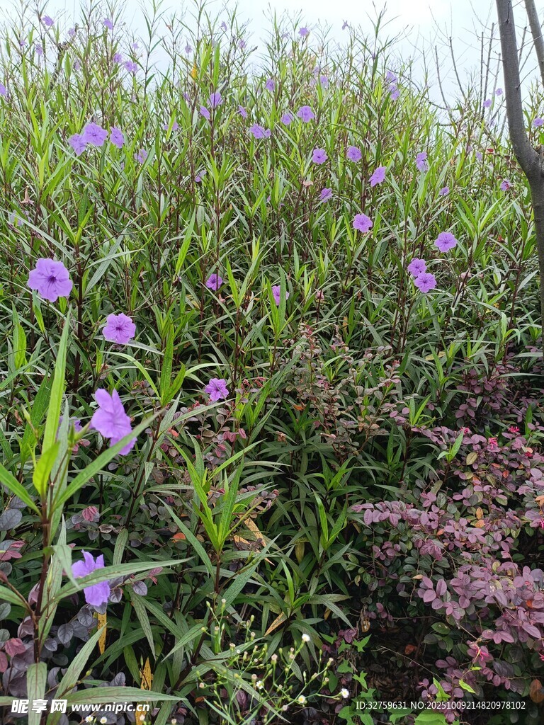 紫色小花綻放于草叢間