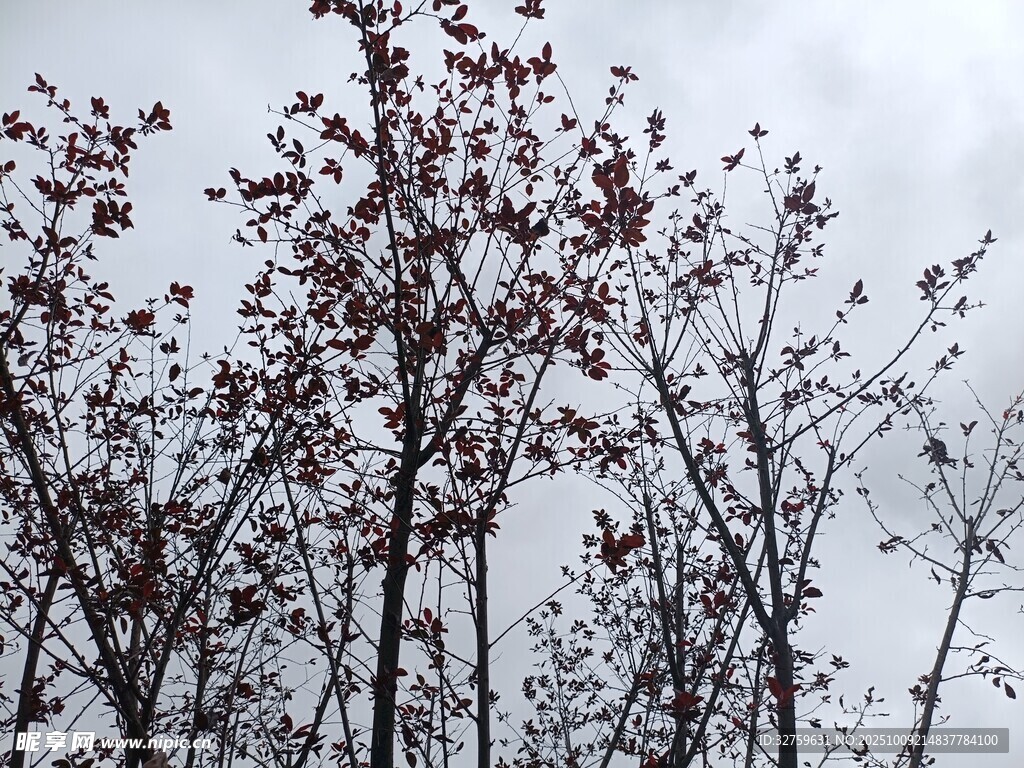 枝頭紅果映灰白天空