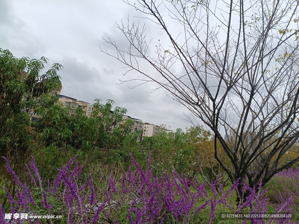 紫色花海中的枯樹(shù)景觀