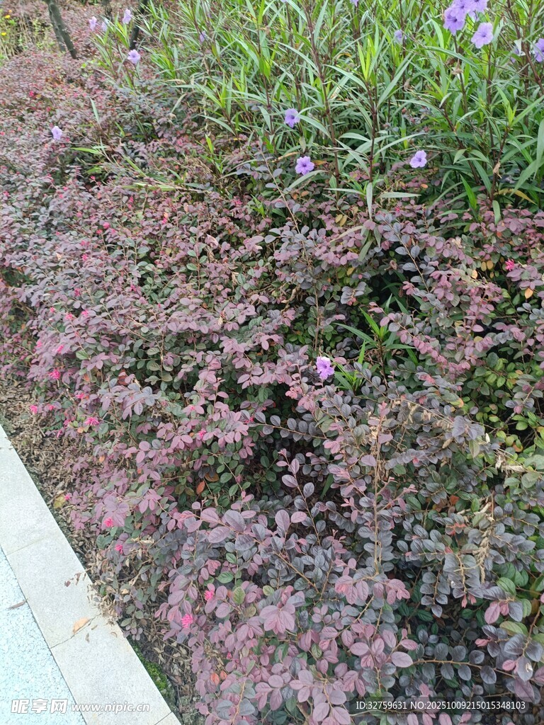 紫色低矮植物景觀