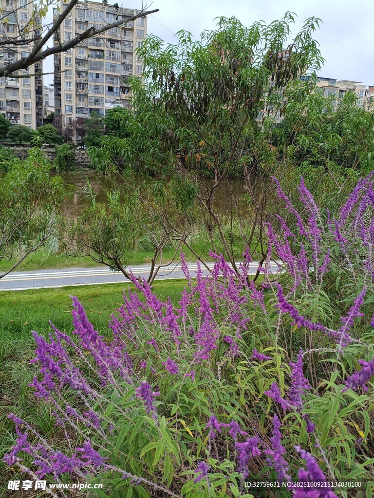 公園中的紫色花卉景觀