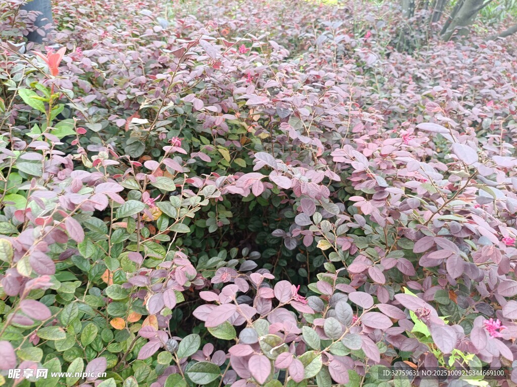 粉色葉片植物景觀