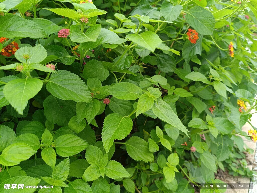 綠葉間點(diǎn)綴的紅色果實(shí)