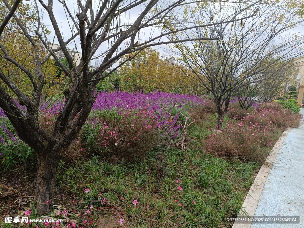 秋日林間小道旁的絢爛花叢