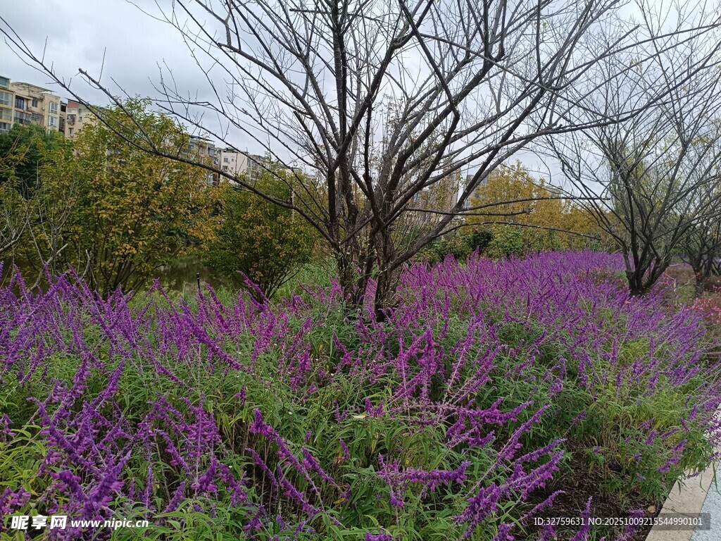 紫色花海中的樹(shù)木景觀