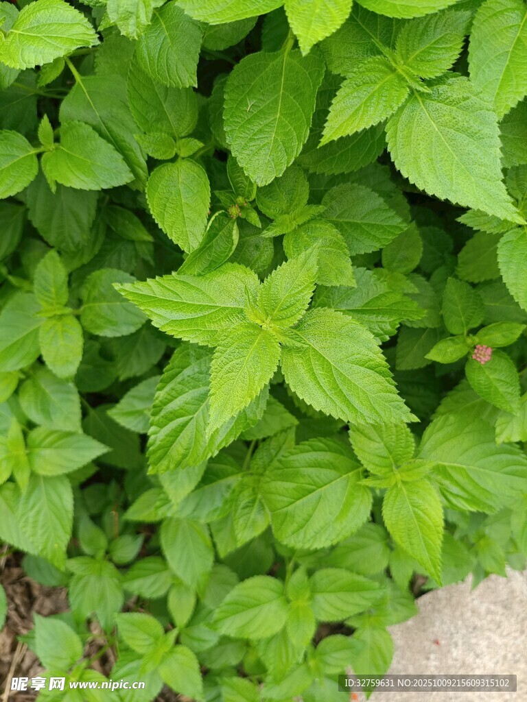 翠綠鮮嫩的茂密綠葉