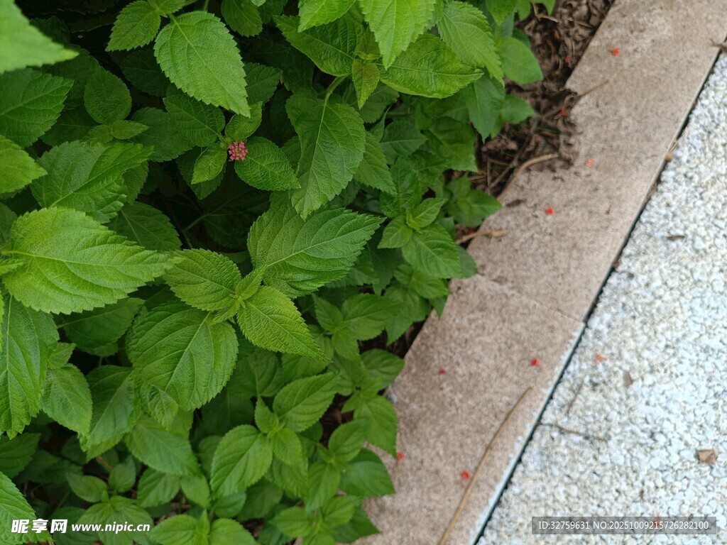 路邊翠綠植物生機(jī)勃勃