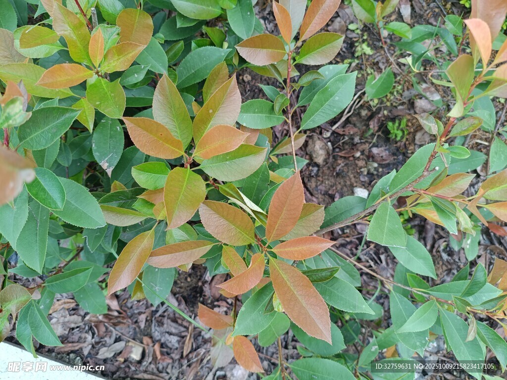 多彩葉片植物特寫