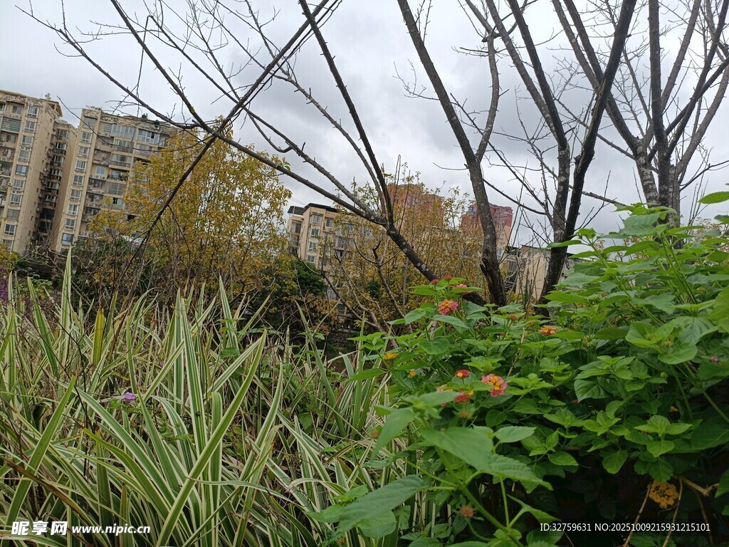 城市中的綠植與建筑景觀