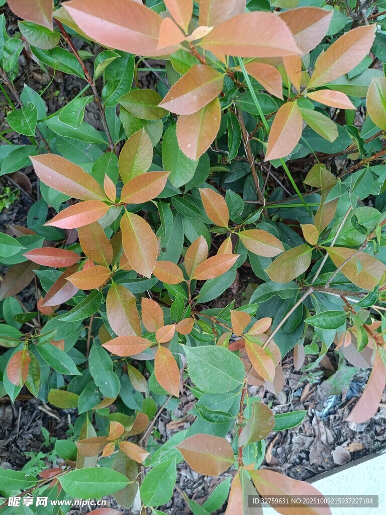 紅葉綠葉交織的植物景觀
