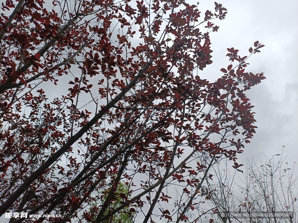 紅葉樹枝 