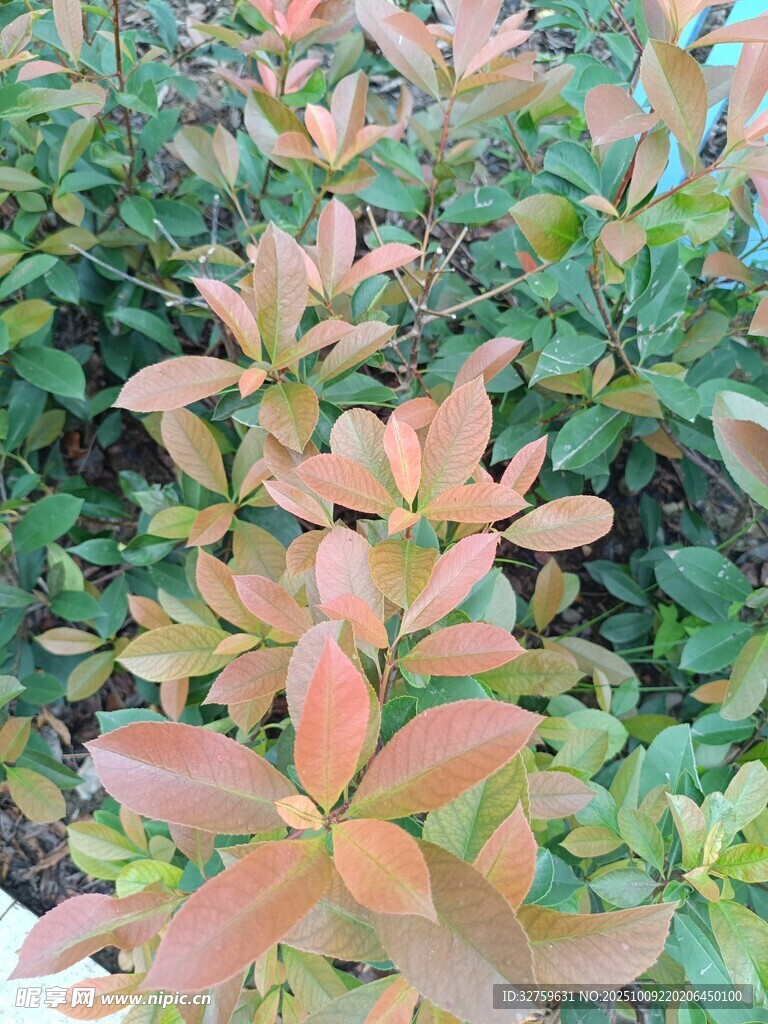 紅葉灌木植物景觀