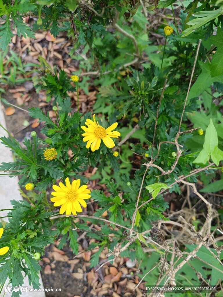 黃色小花綻放于草叢中