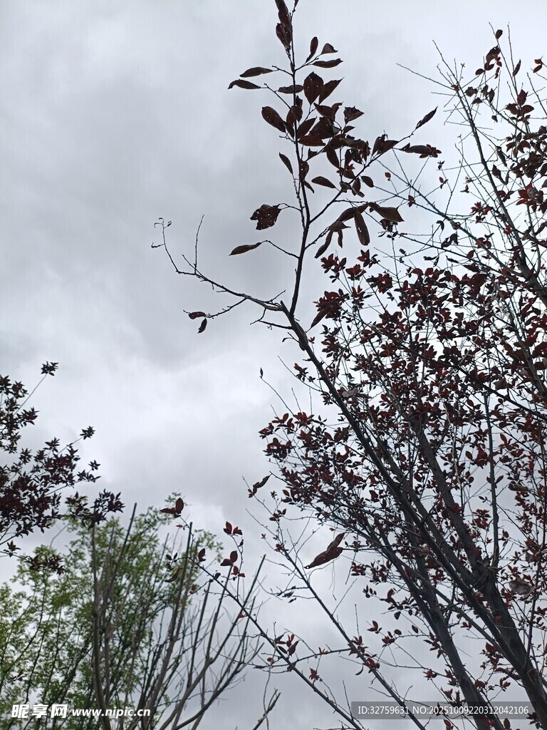 枝頭繁花映灰蒙天空