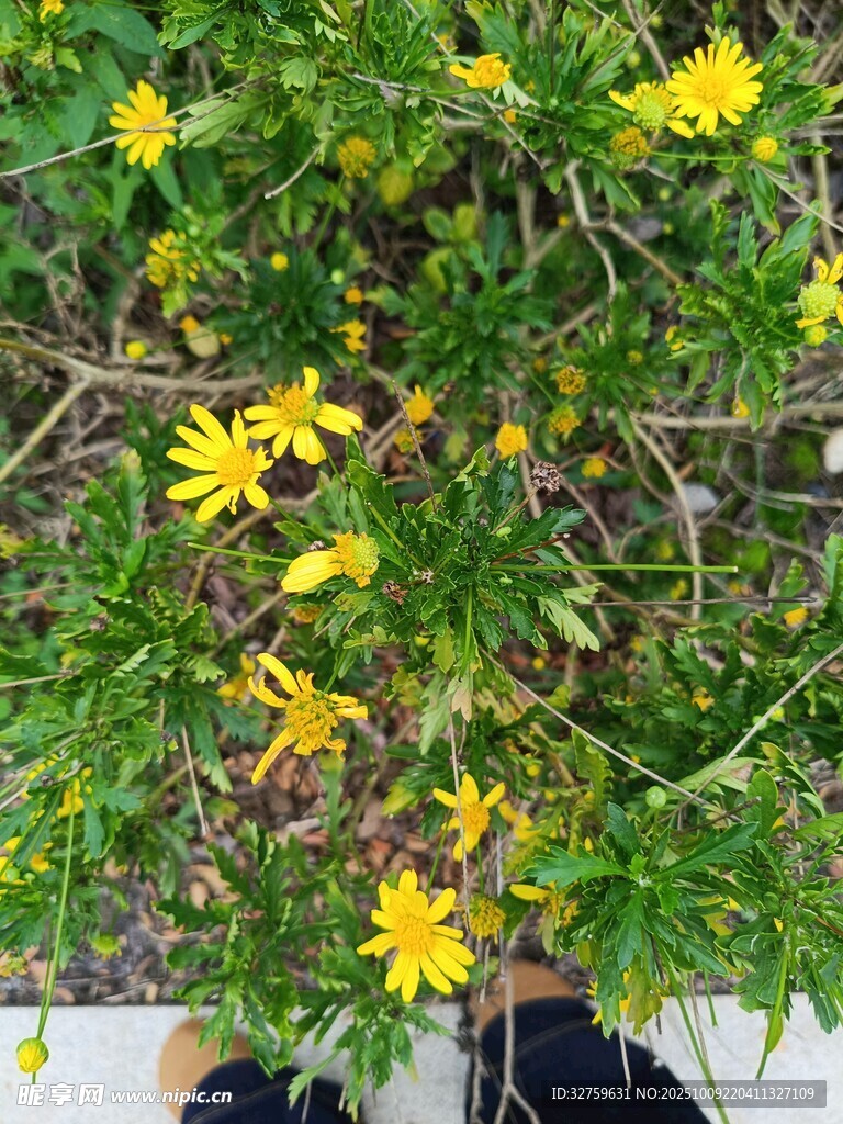 黃色小花綻放于綠植間