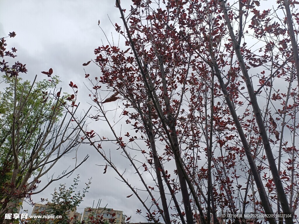 枝頭紅葉映灰蒙天空